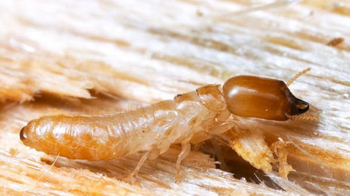 Các loài mối gây hại