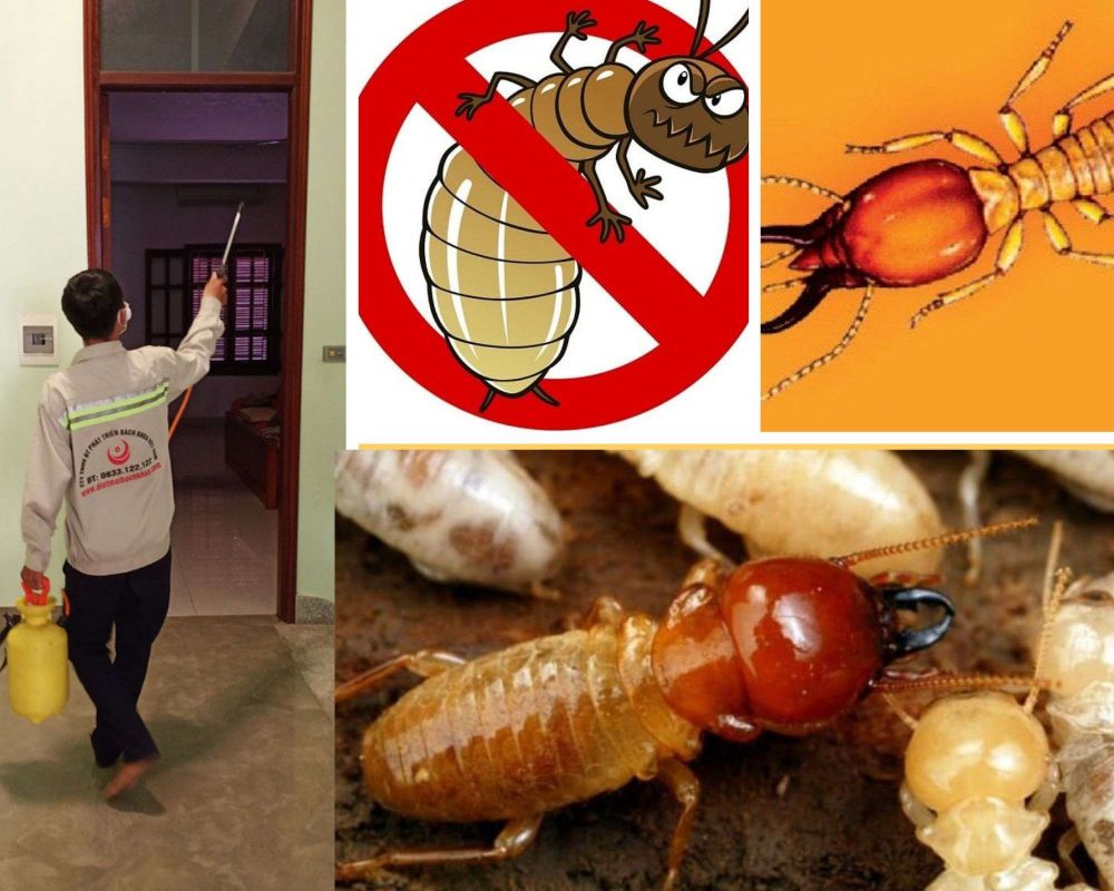 Diệt Mối Tận Gốc Tại Đà Nẵng