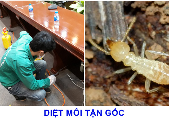 Diệt Mối Tận Gốc Tại Thanh Hoá