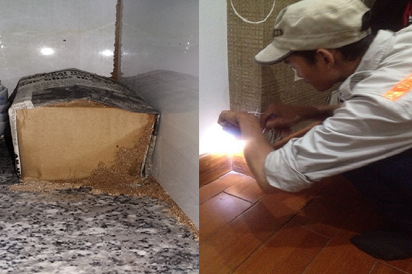 Diệt Mối tại Quảng Điền