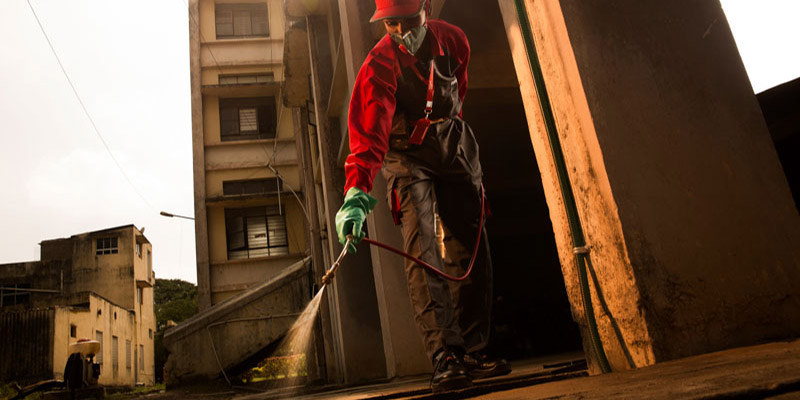 cách diệt mối trong nhà