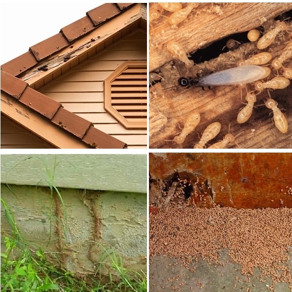 diệt mối dưới nền nhà