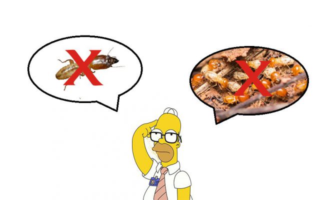 diệt mối tại Cẩm Hà