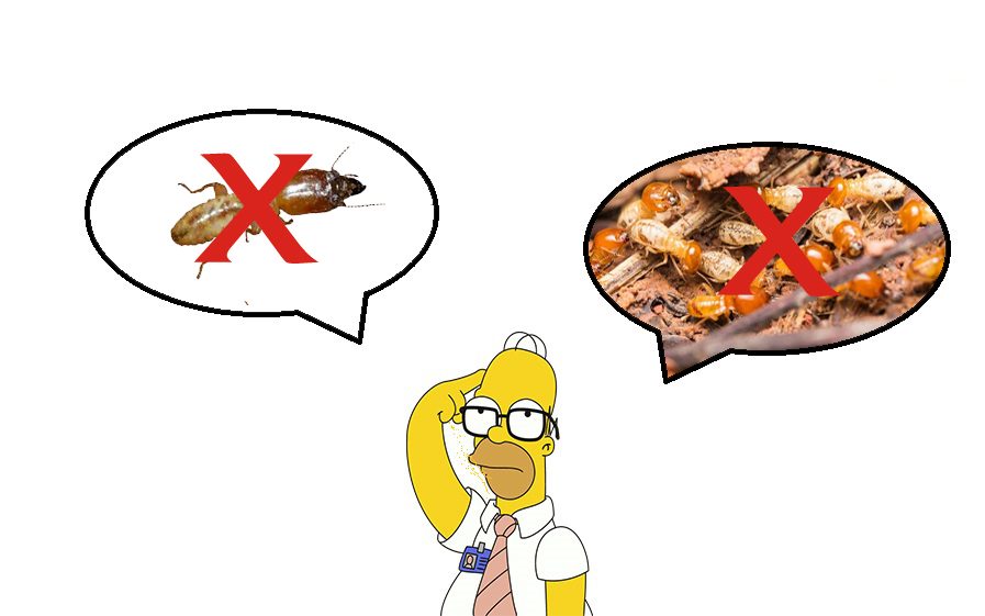 diệt mối tại Cẩm Hà