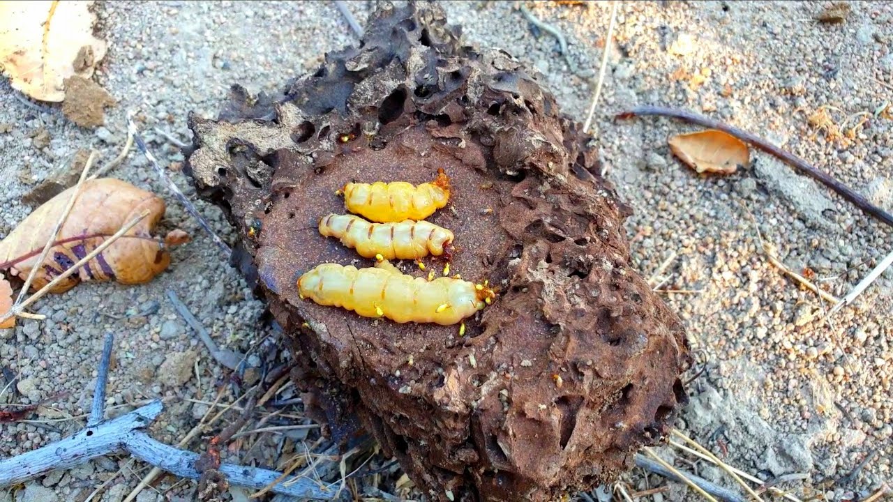 Dịch vụ diệt mối tại Vinh