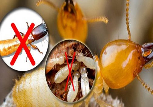 Diệt Mối Tận Gốc Tại Điện Bàn