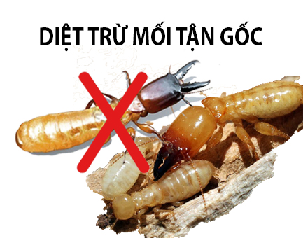 Diệt Mối Tận Gốc Tại Duy Xuyên