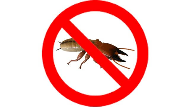 Diệt Mối Tận Gốc Tại Quế Sơn