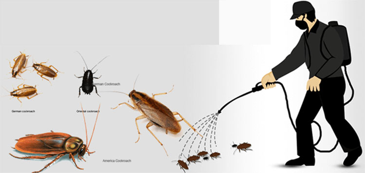 Dịch vụ diệt côn trùng Tại Nhà