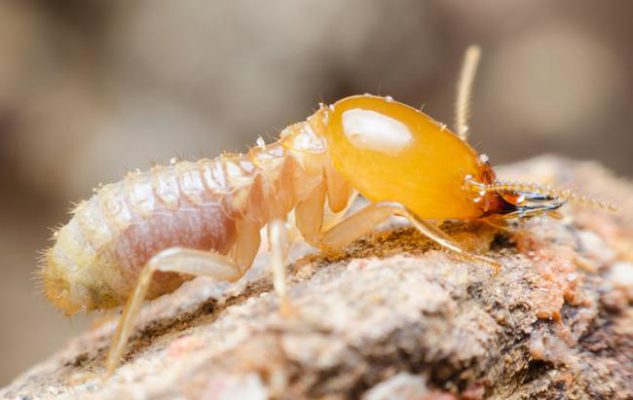 Diệt Mối Giá Rẻ tại Huế