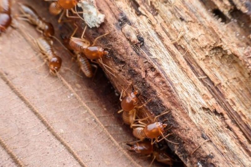 Diệt Mối Tận Gốc Tại Núi Thành