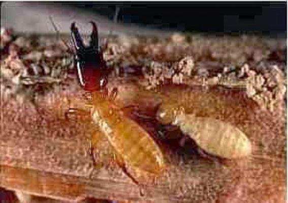 Diệt Mối tại Huế Giá rẻ